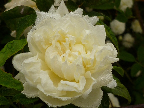 One white Lady Banks rose