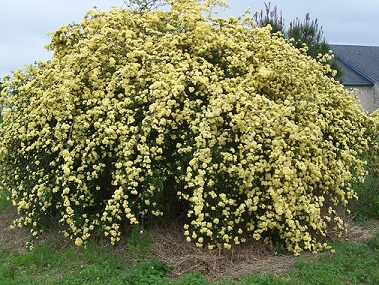 Yellow Lady Banks in full bloom