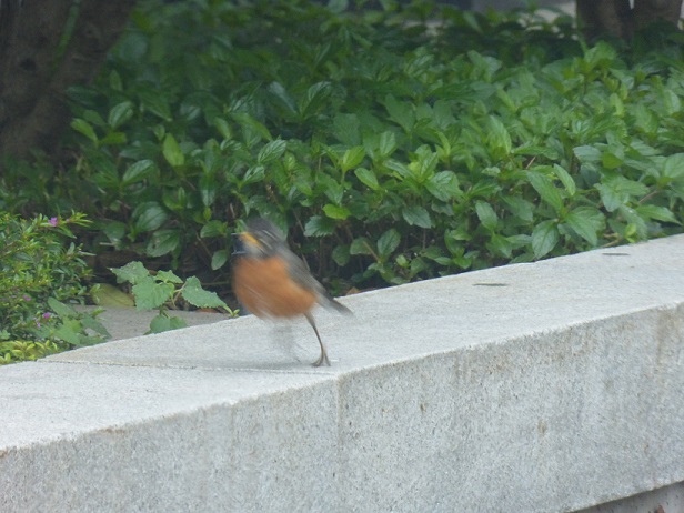 blurry photo of a robin