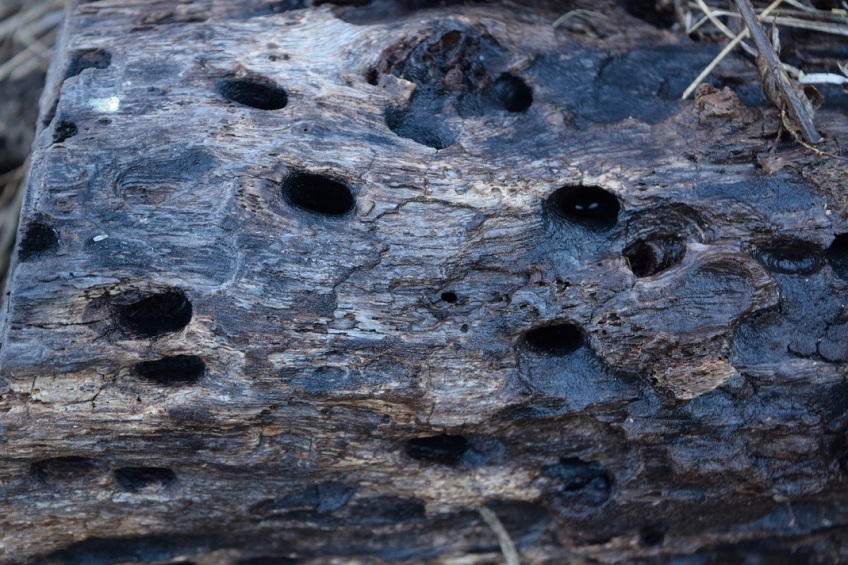 A log with lots of holes in it, maybe from insects or woodpeckers