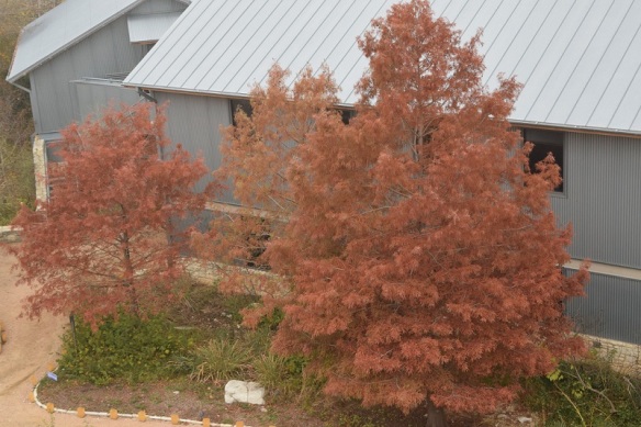 Cypress trees, a copper color in autumn