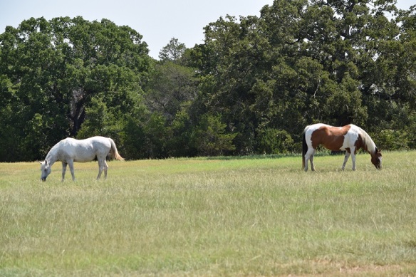 Two horses grazing in a pasture