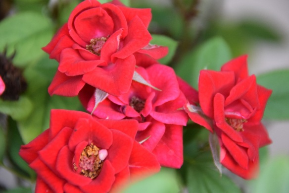 A miniature rose bush in full bloom