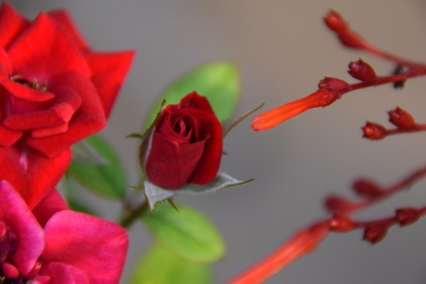 A miniature rosebud