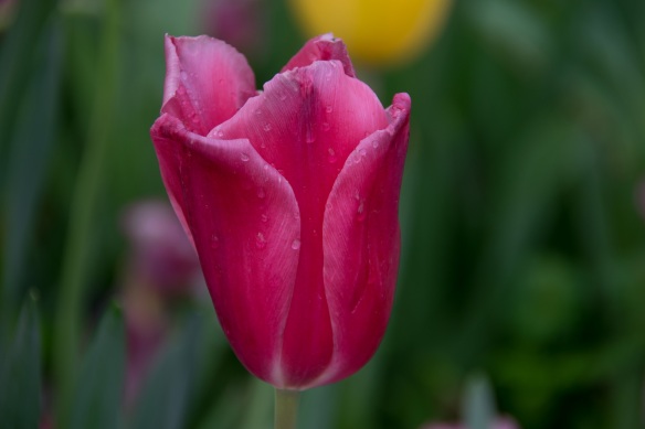 a Tulip 66 s